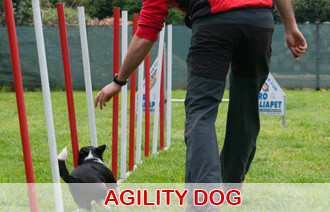 agility dog
