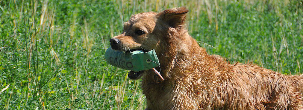corso riporto retriever