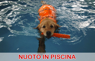 nuoto piscina cani