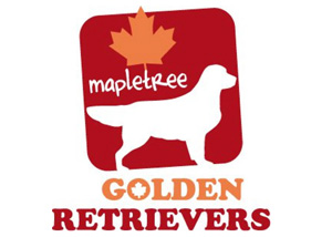 raduno golden retriever