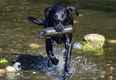 stage riporto retriever