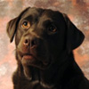 taima