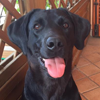 ziva