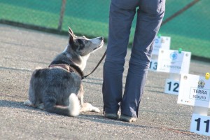 rally obedience