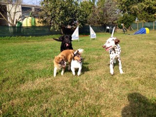 puppy class