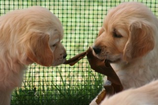 socializzazione cuccioli