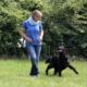 dog dance