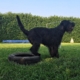 clicker training