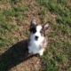 educazione base cani