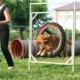 agility dog