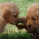 consulenza pre adozione cane