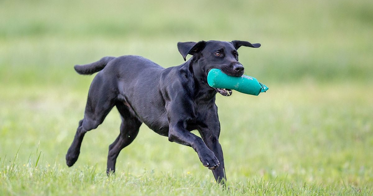 riporto per retrievers