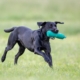 riporto per retrievers